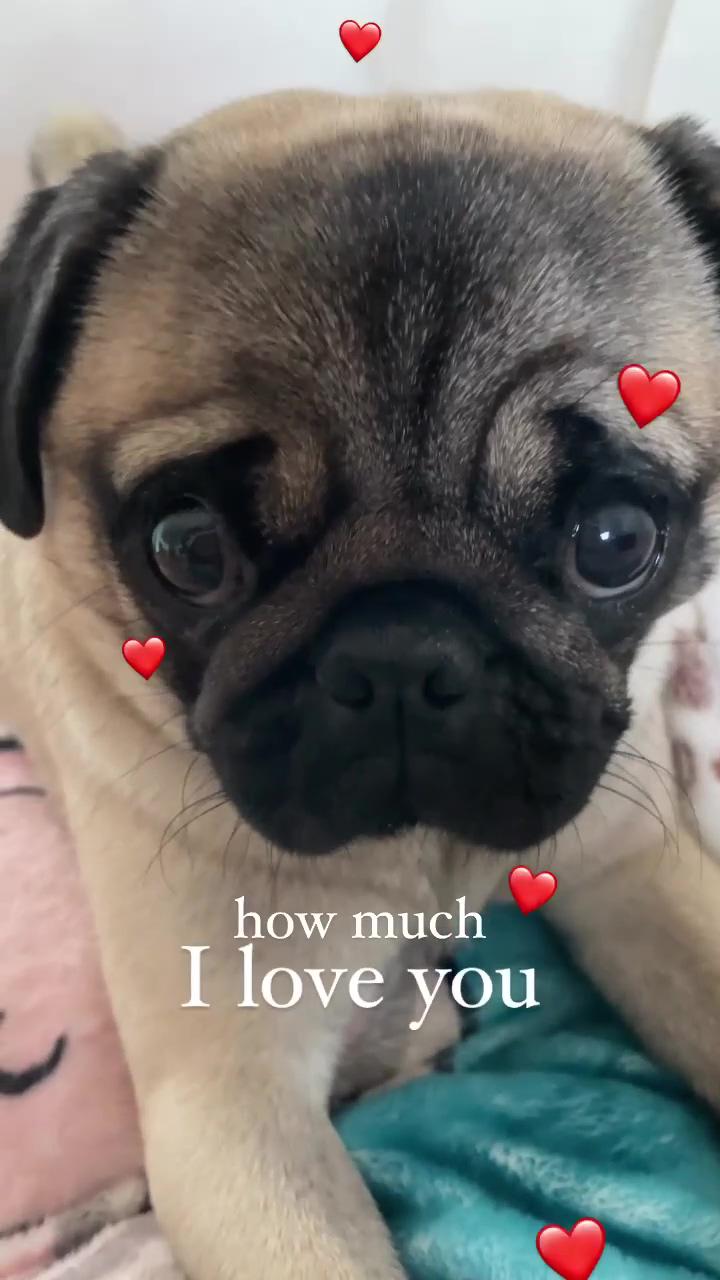 Do you love me too  | cute pugs