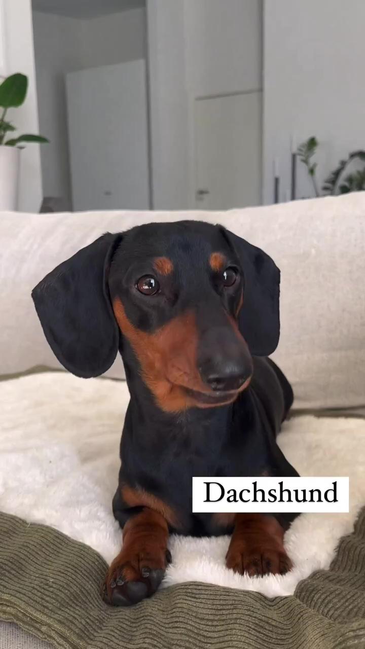 Doberman or dachshund ; such a dedicated cleaning lady 