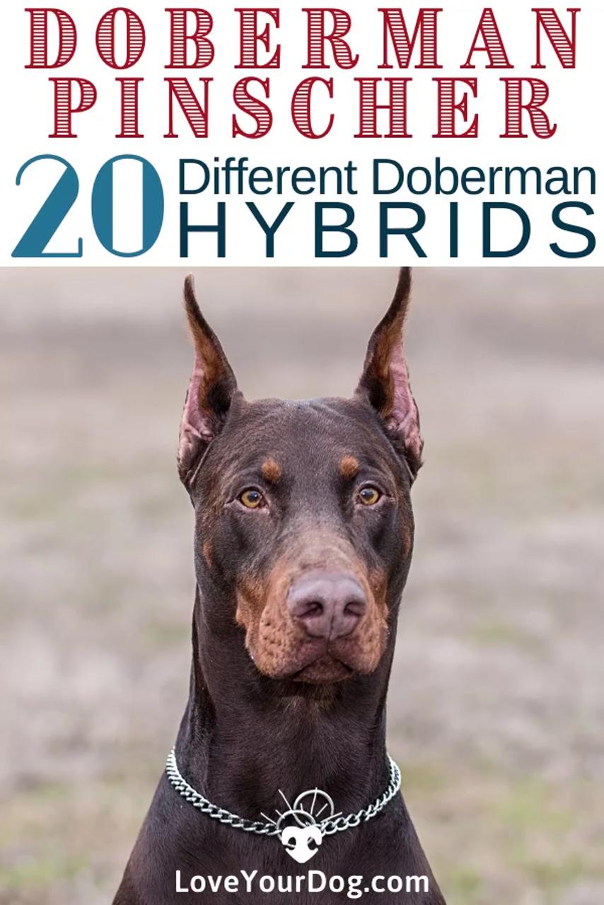 Doberman pinscher mixes: 20 different doberman hybrids | pomeranian prices: how much do pomeranian puppies cost