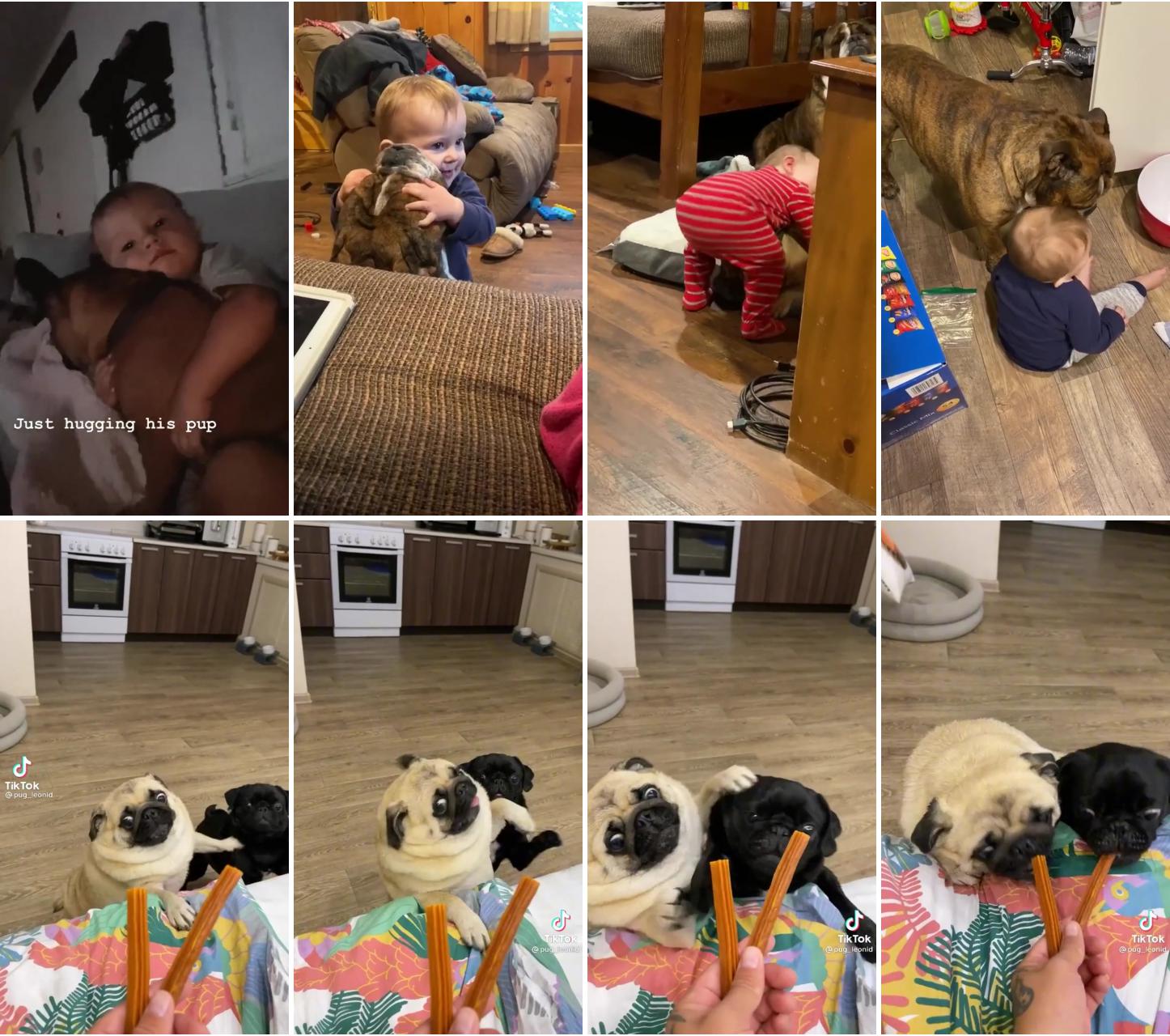 Dog and baby are best friends ; pugs are fighting for food