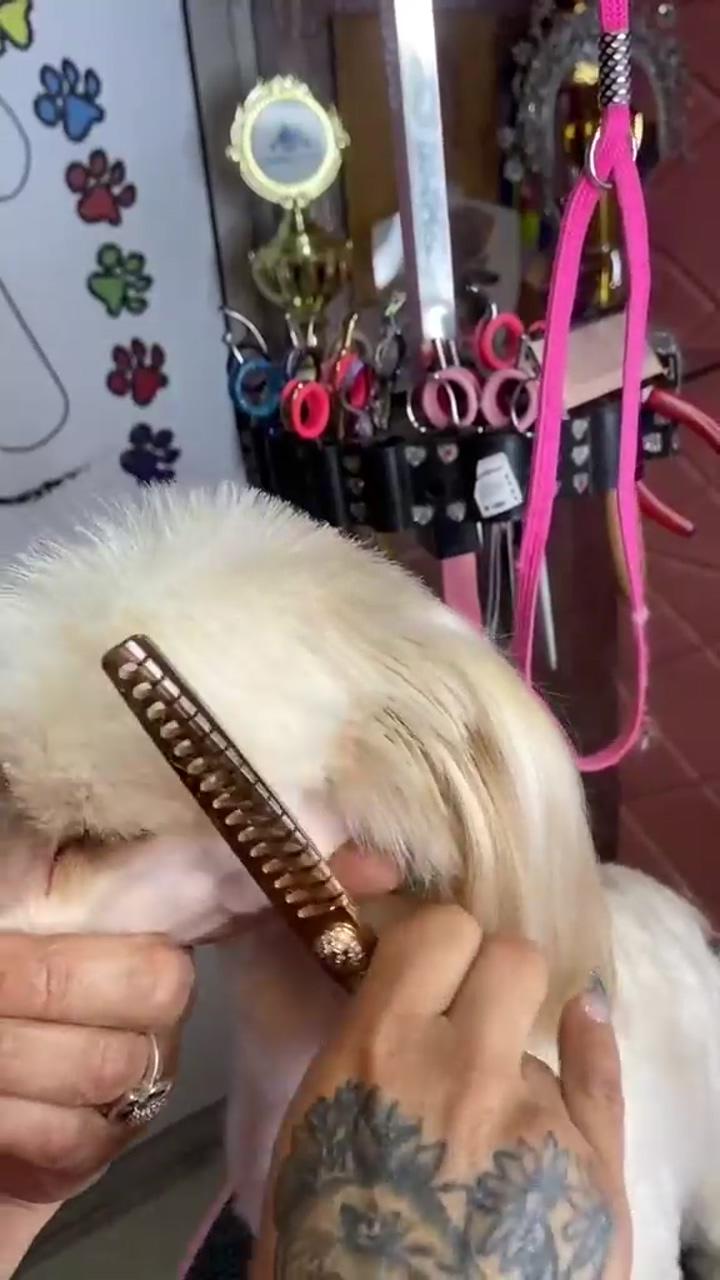 Dog grooming; cute poodle - posing in the car