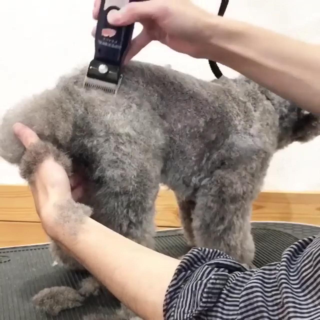 Dog grooming, dog hair clipper; puppy tricks