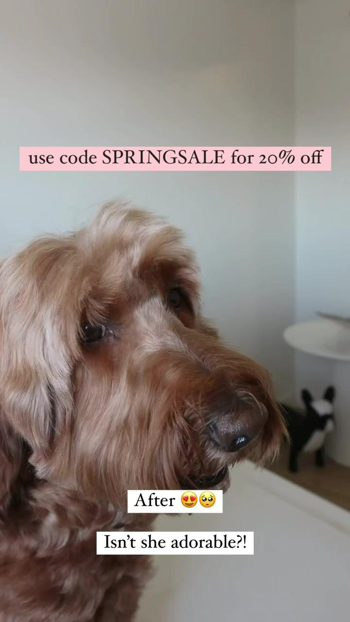Dog grooming from home; labradoodle grooming