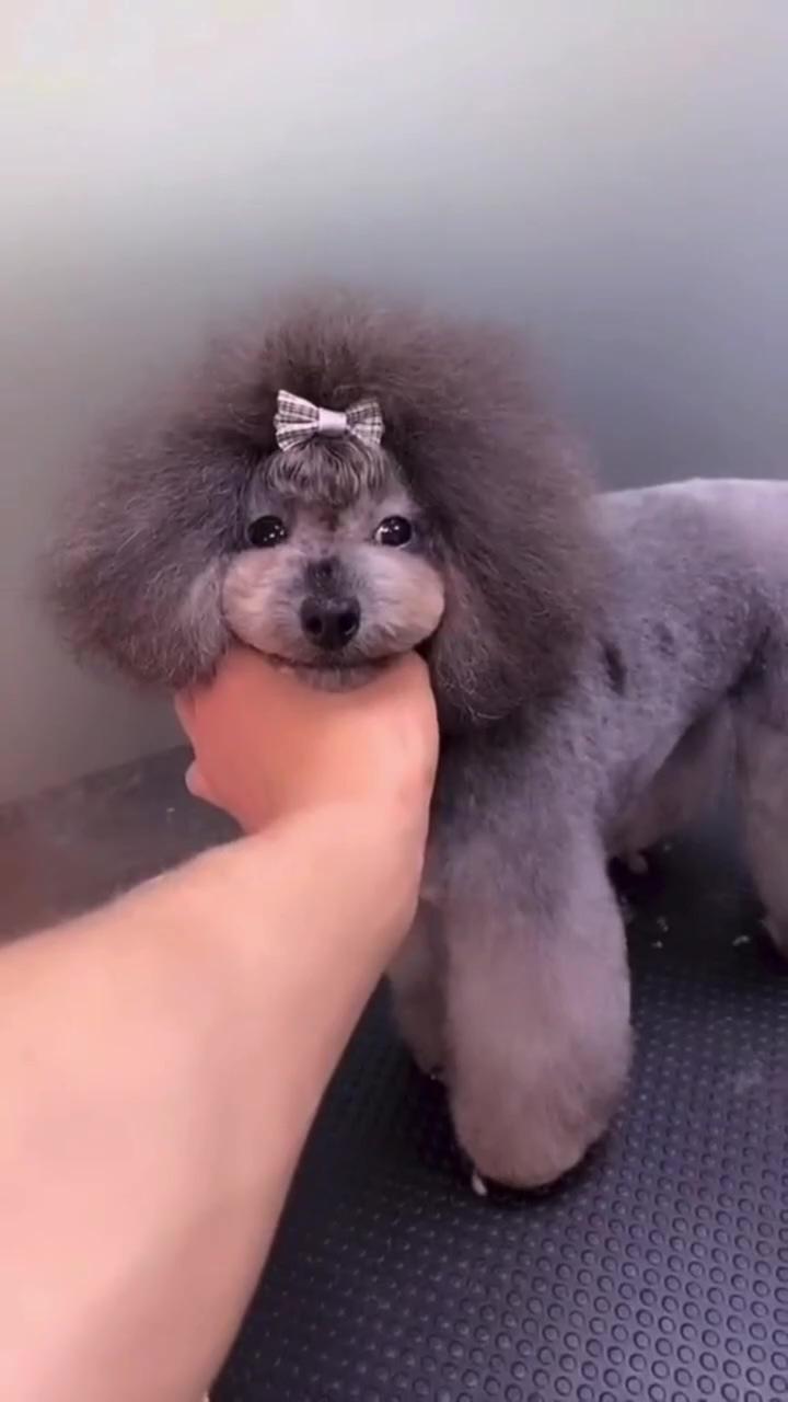 Dog grooming. pets grooming; funny animal jokes