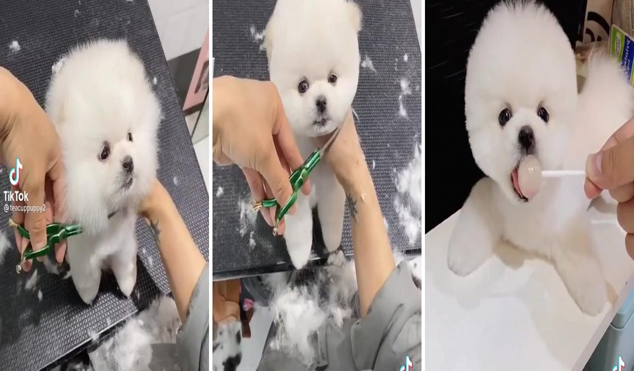 Dog grooming styles; dog grooming salons