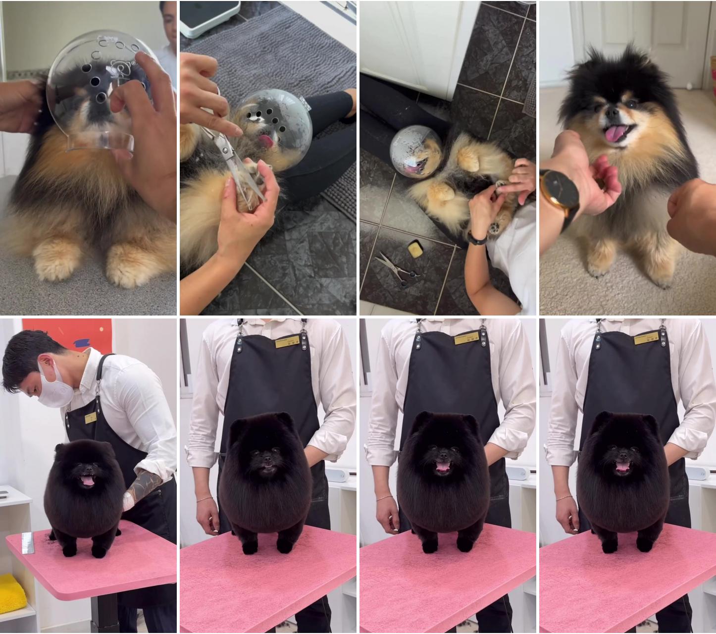 Dog helmet ; dog grooming