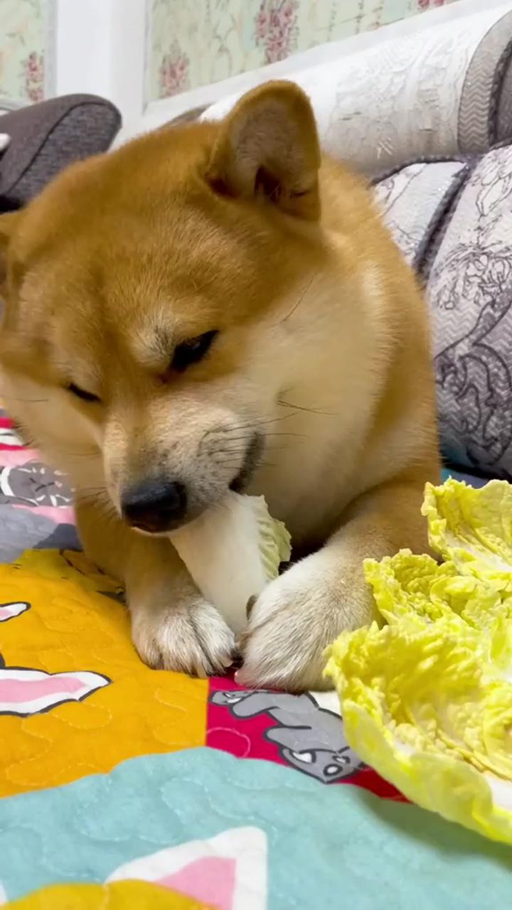 Dog:i like to eat cabbage | dog care and massage