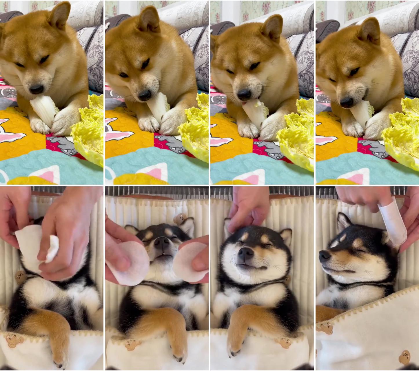 Dog:i like to eat cabbage; dog care and massage