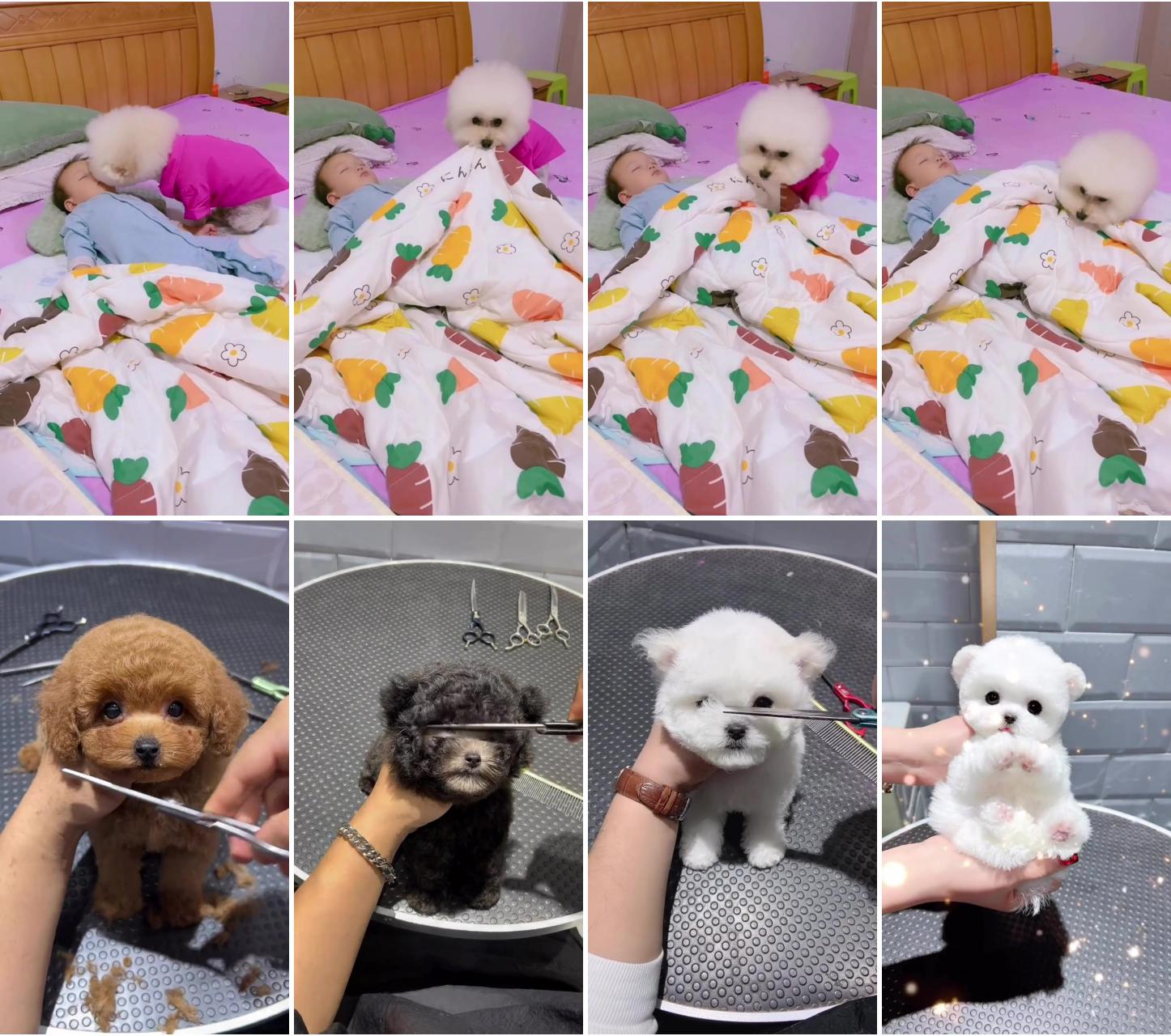 Dog pet to take care of the little baby with love; the art of grooming has never been this cute 