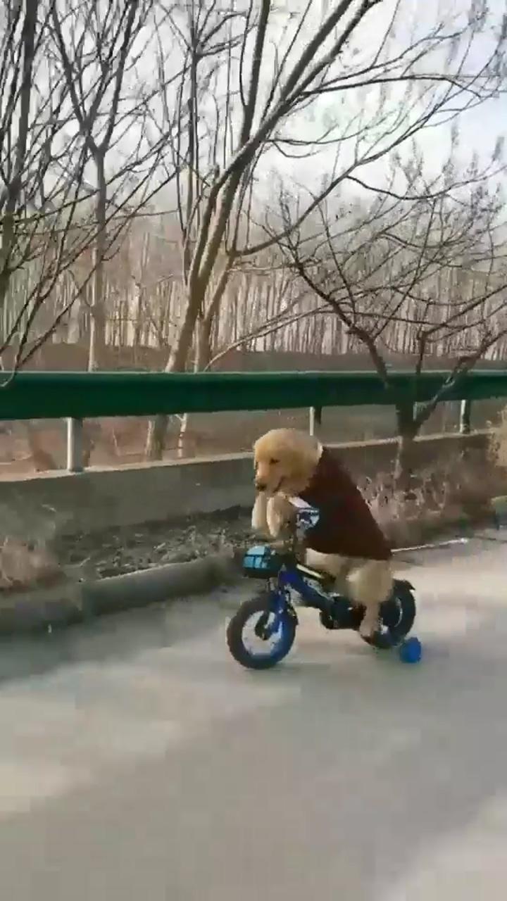 Dog riding bike funny,cat on skateboard,bicycle humor,cycling humor,bike humor,dog bike basket | cute puppy videos