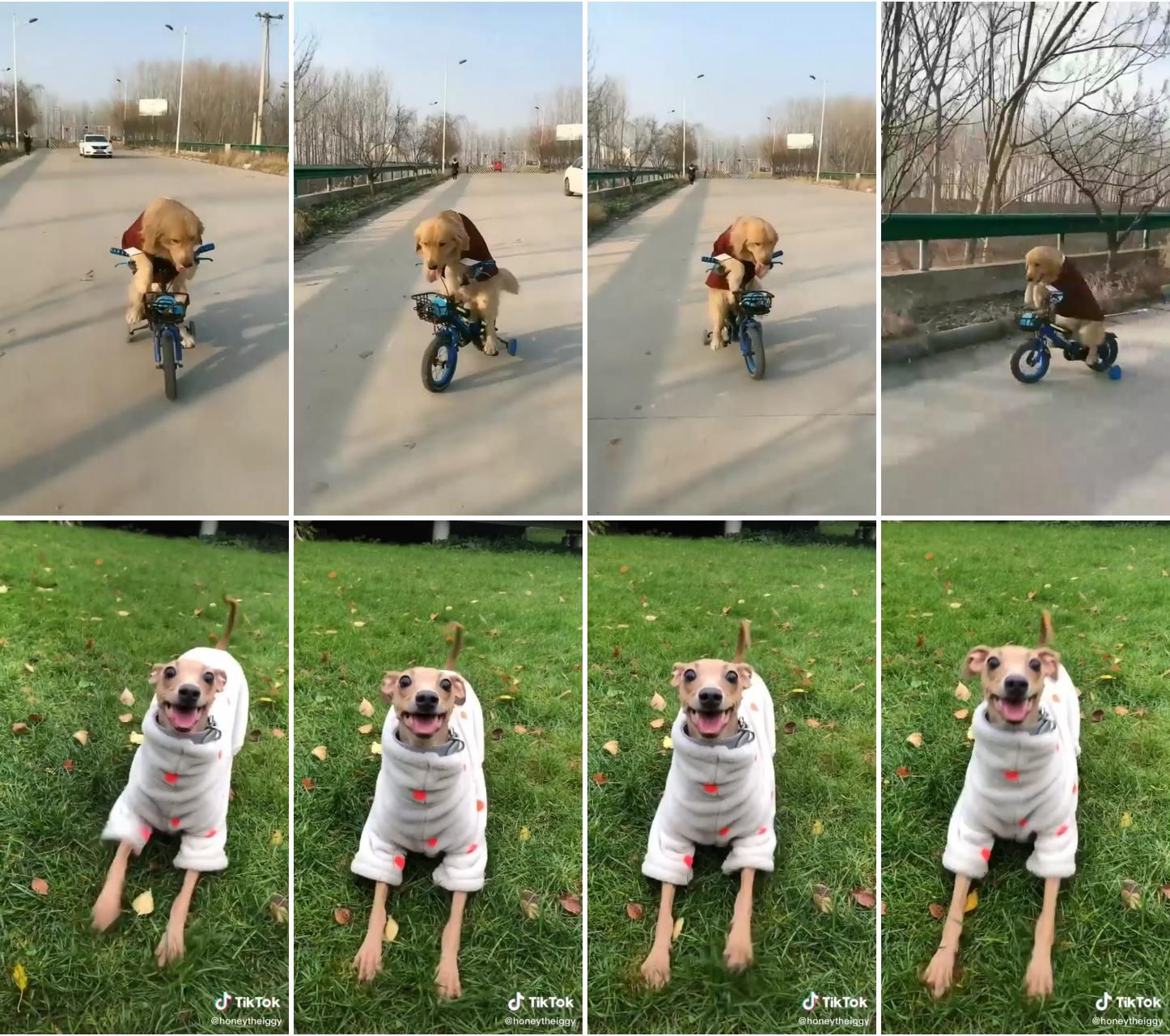 Dog riding bike funny,cat on skateboard,bicycle humor,cycling humor,bike humor,dog bike basket; cute puppy videos