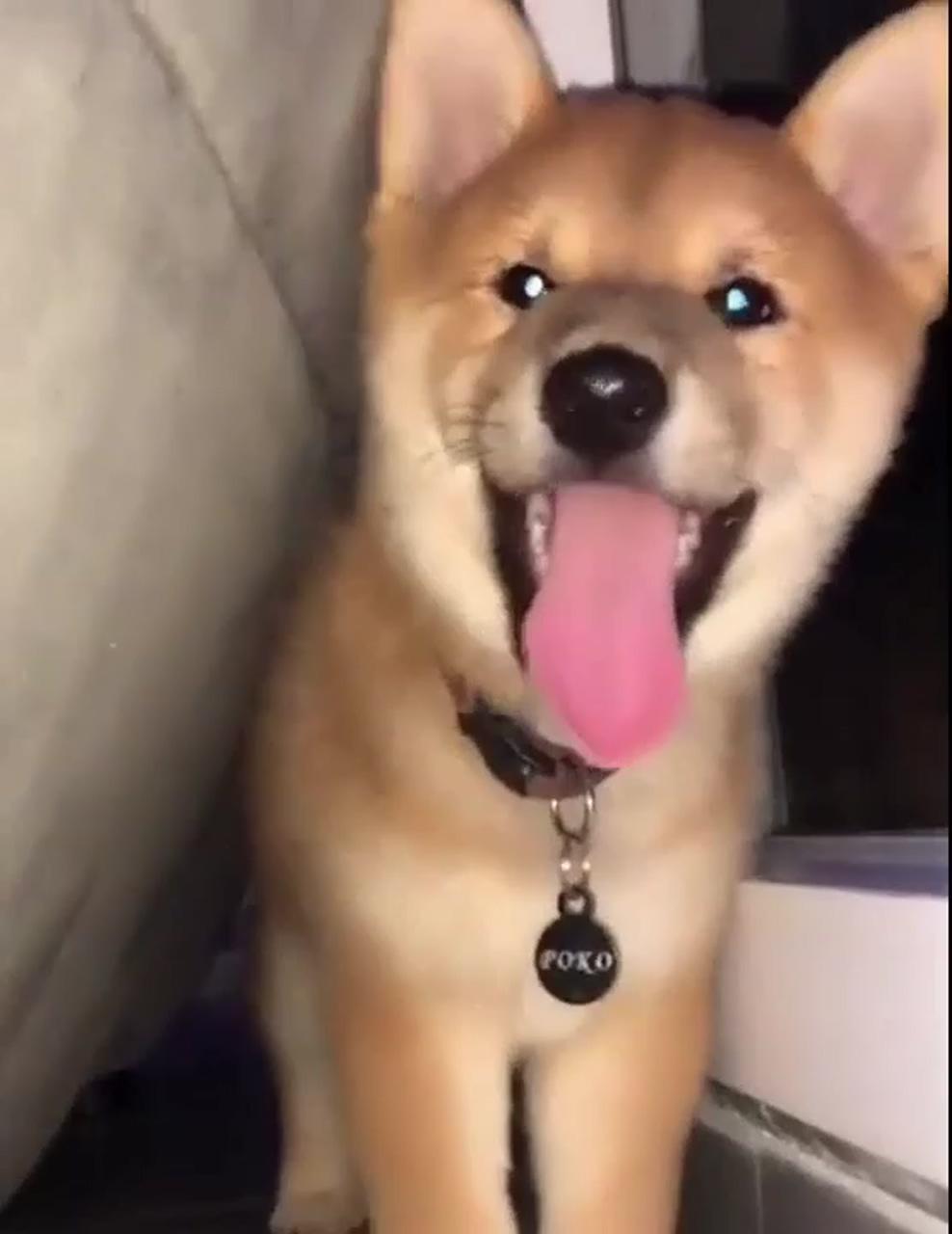 Doge puppy; cute baby dogs