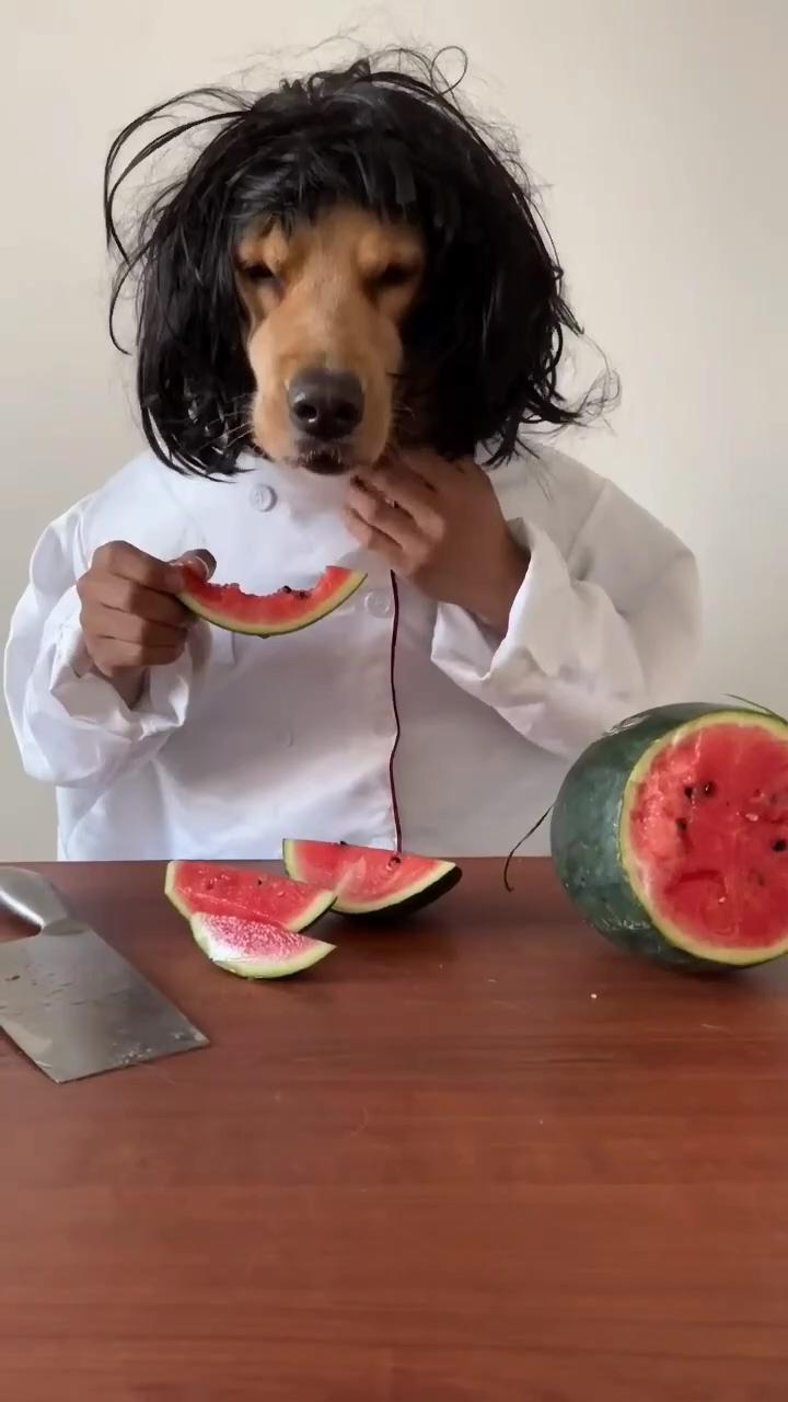 Doggy chef | hair style idea