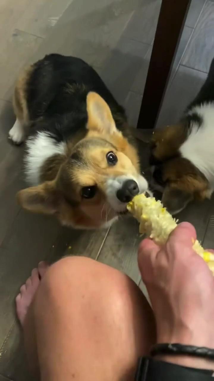 Dogs are so much more than just our pets ; corgi funny