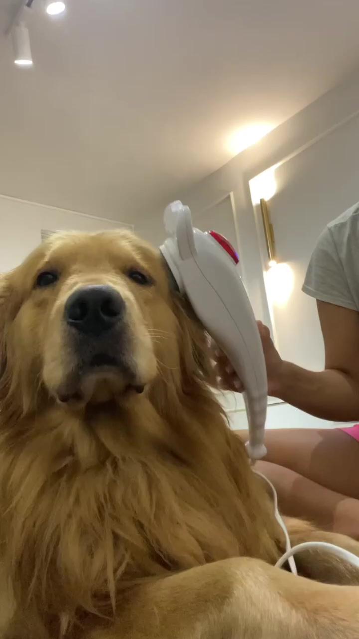 Dogs massage | funny animal videos