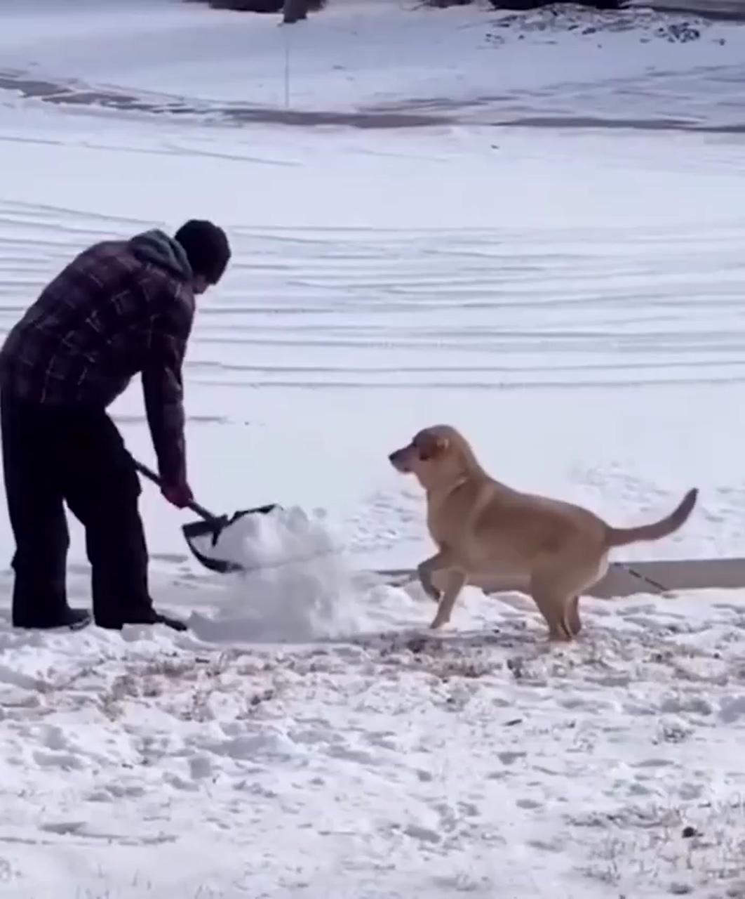 Dogs play in the snow | cute funny baby videos
