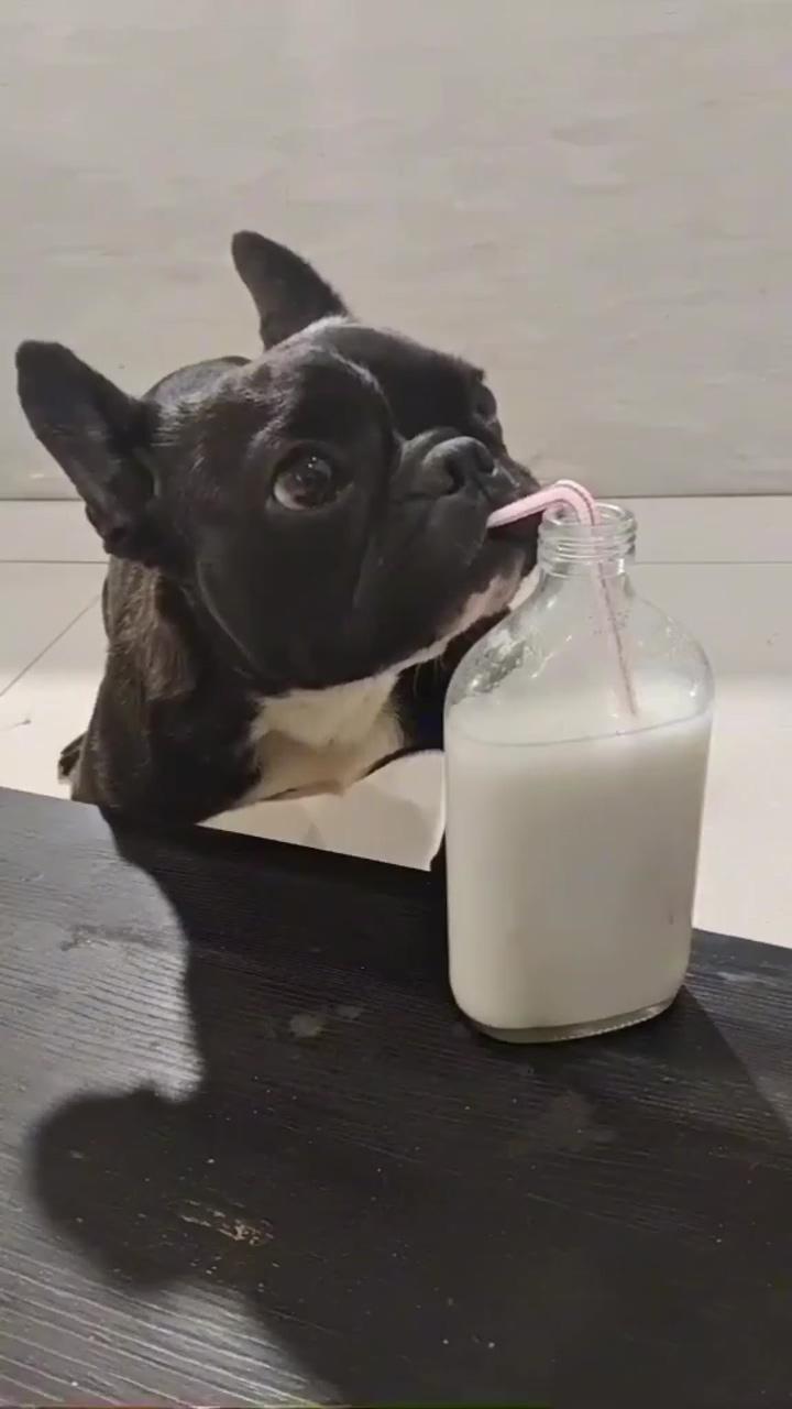 Drink milk puppy  | a greedy teddy dog
