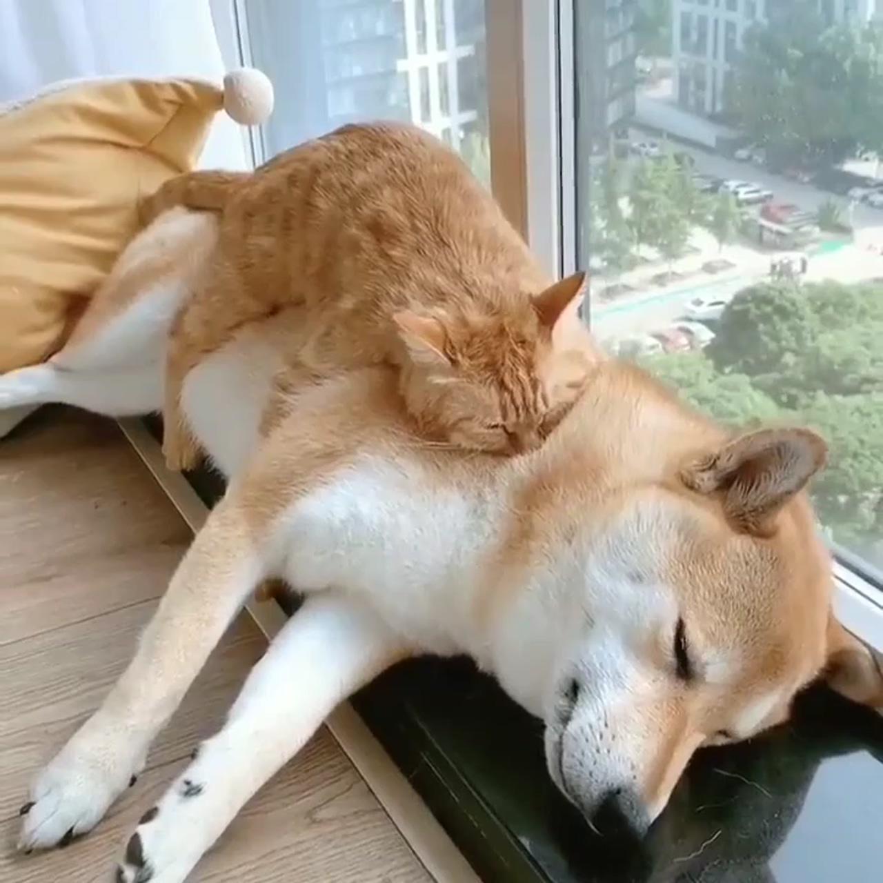Even doggo knows you can't move once the cat gets comfortable | funniest pet fails  best compilation 2023