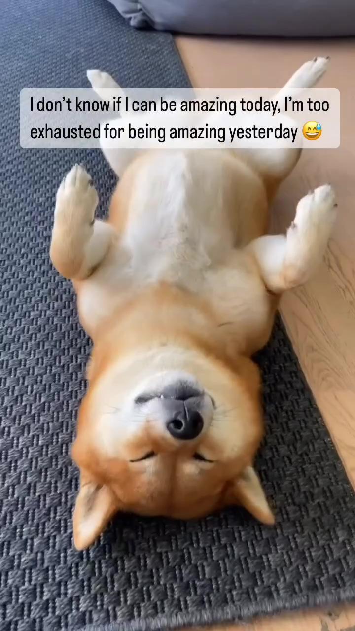 Exhausted  shiba inu puppy  plays dead  - hilarious  video | look at the cutest people around you