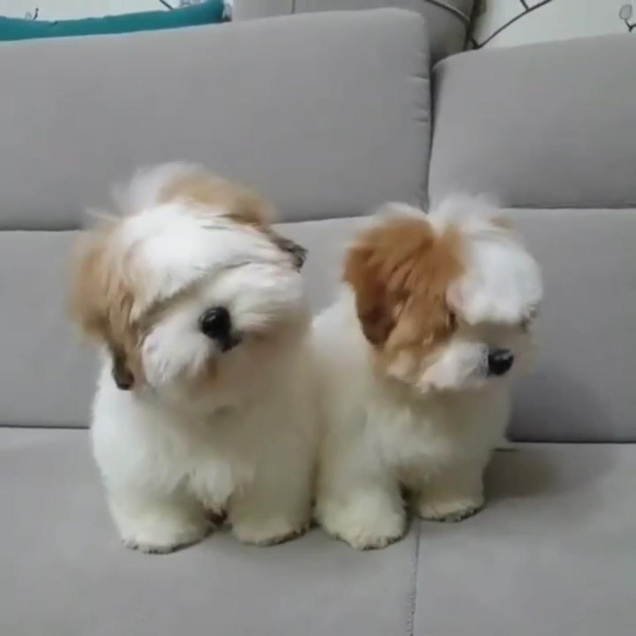 Fluffy; cute fluffy puppies
