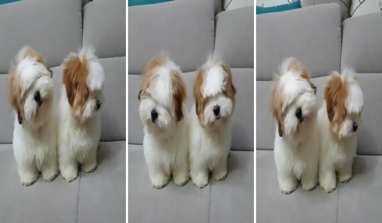 Fluffy; cute fluffy puppies