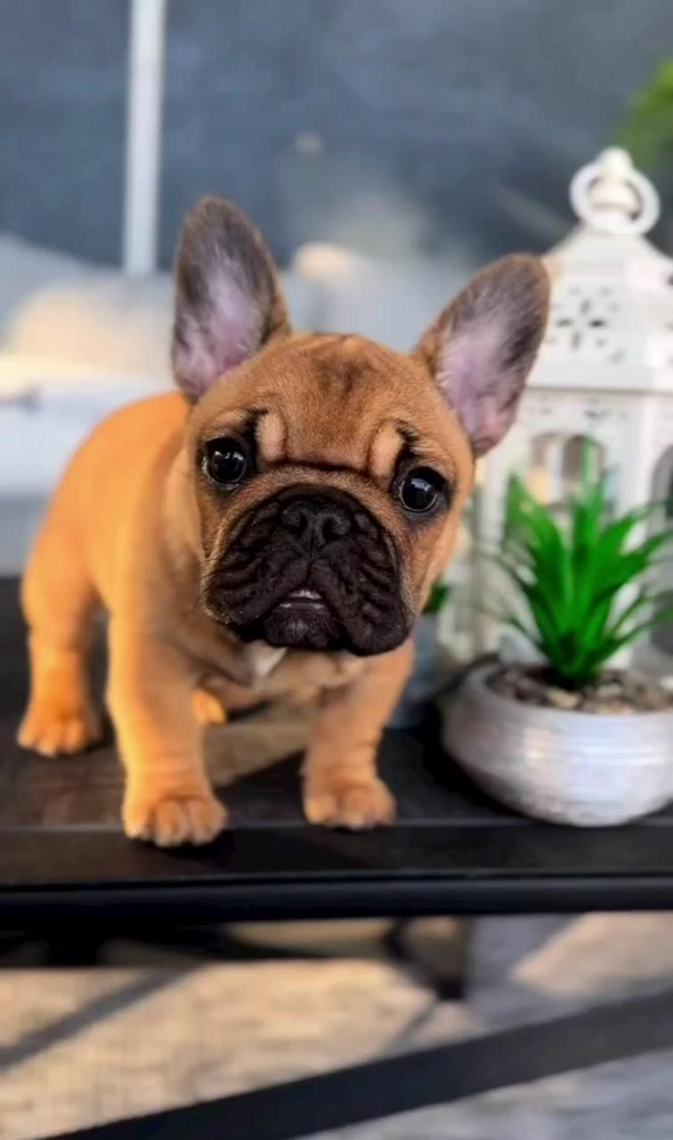 French bulldog pups for sale; teacup french bulldogs