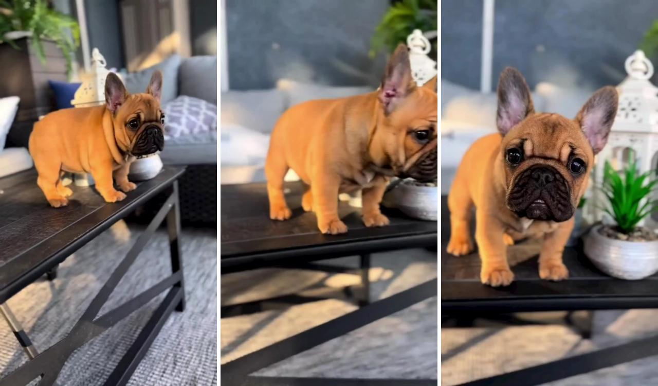 French bulldog pups for sale; teacup french bulldogs