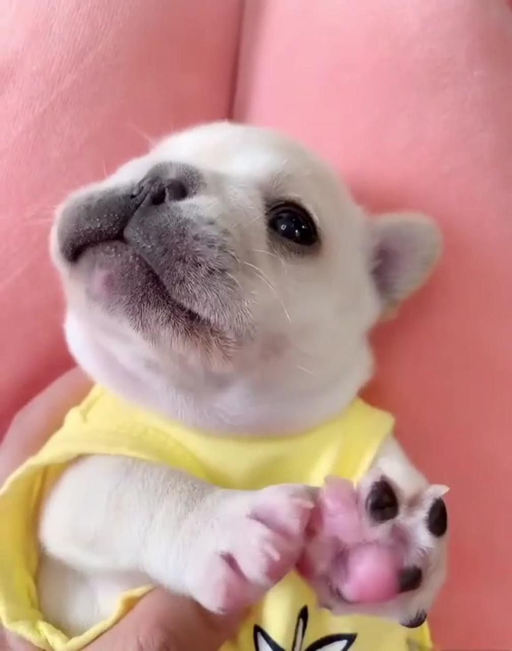 Frenchie. f. amily the adorable bulldog baby | funny dog jokes