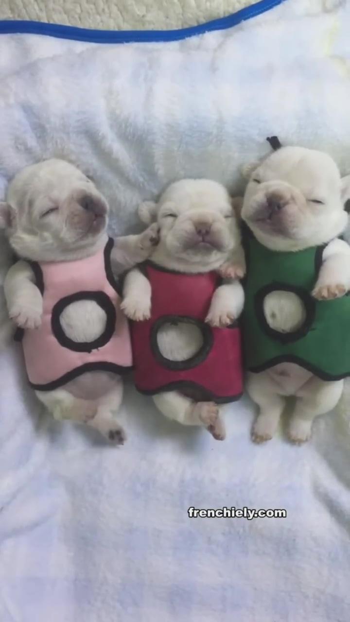 Frenchie puppies; the very funny dog is watching on football game