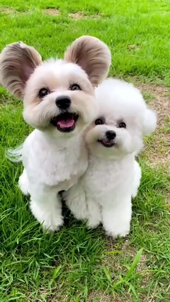 Friendship | teacup pomeranian puppies: cute fur balls in carton
