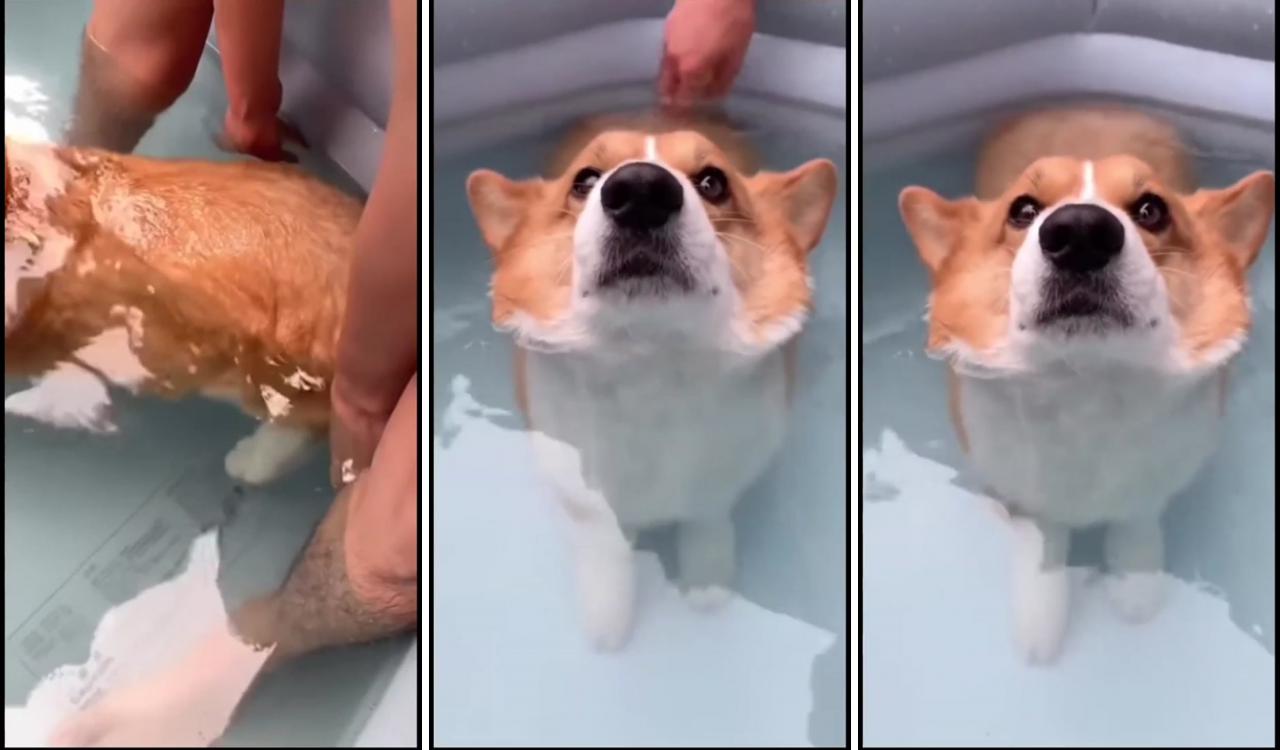 Fun fact, corgi's have some of the most buoyant bums; new funny jokes
