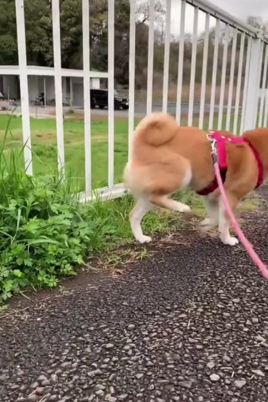 Funniest dog; funny prank videos