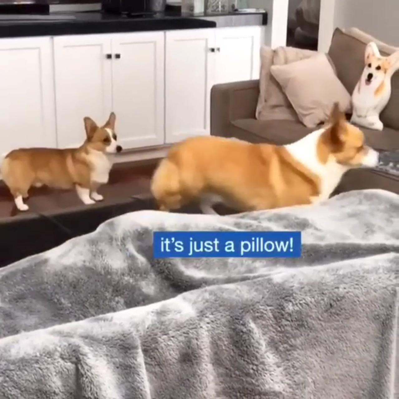 Funny corgi dog contactless options including same day delivery and drive up are available with #co | funny animal memes