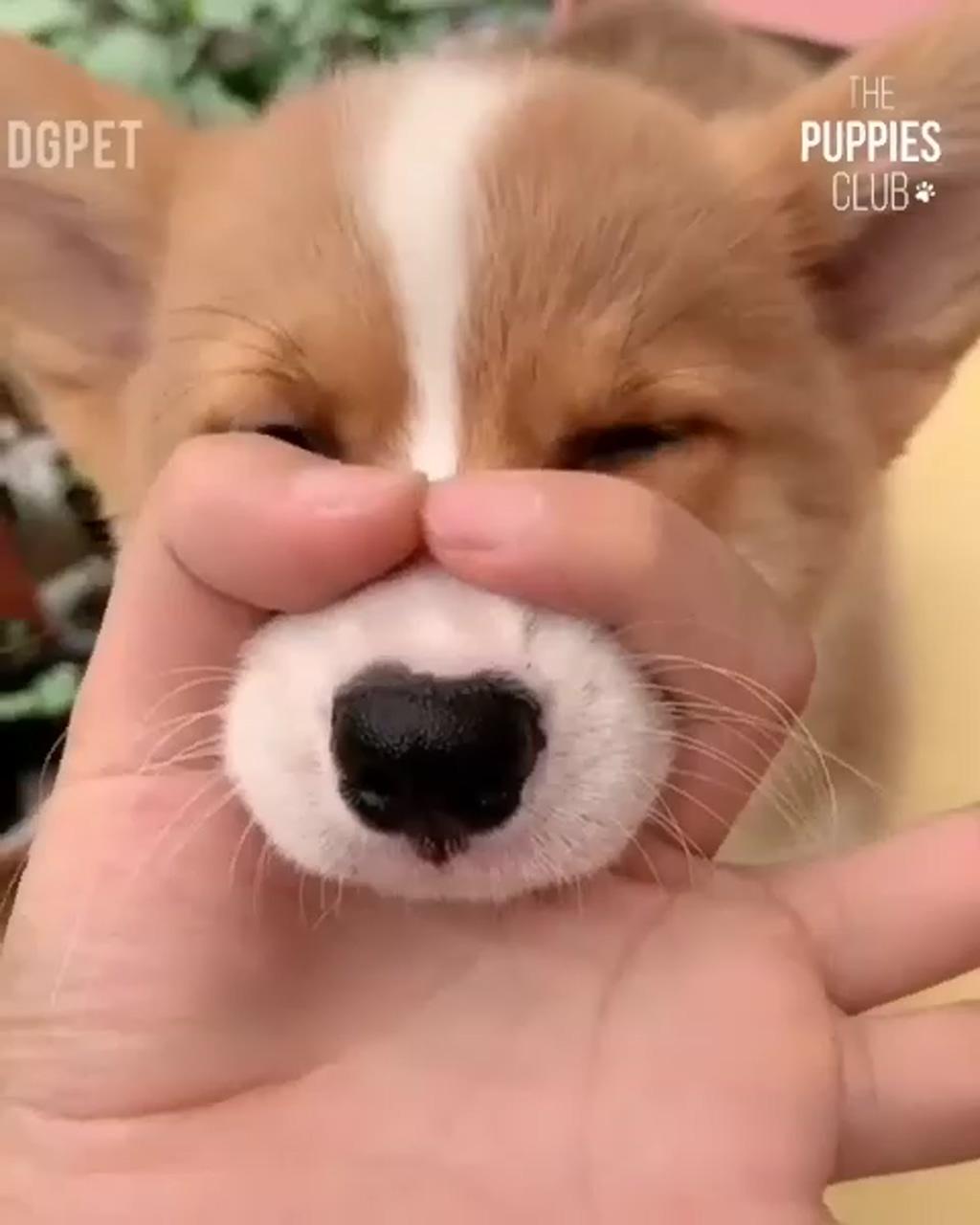 Funny corgi dog video; cute corgi puppy 
