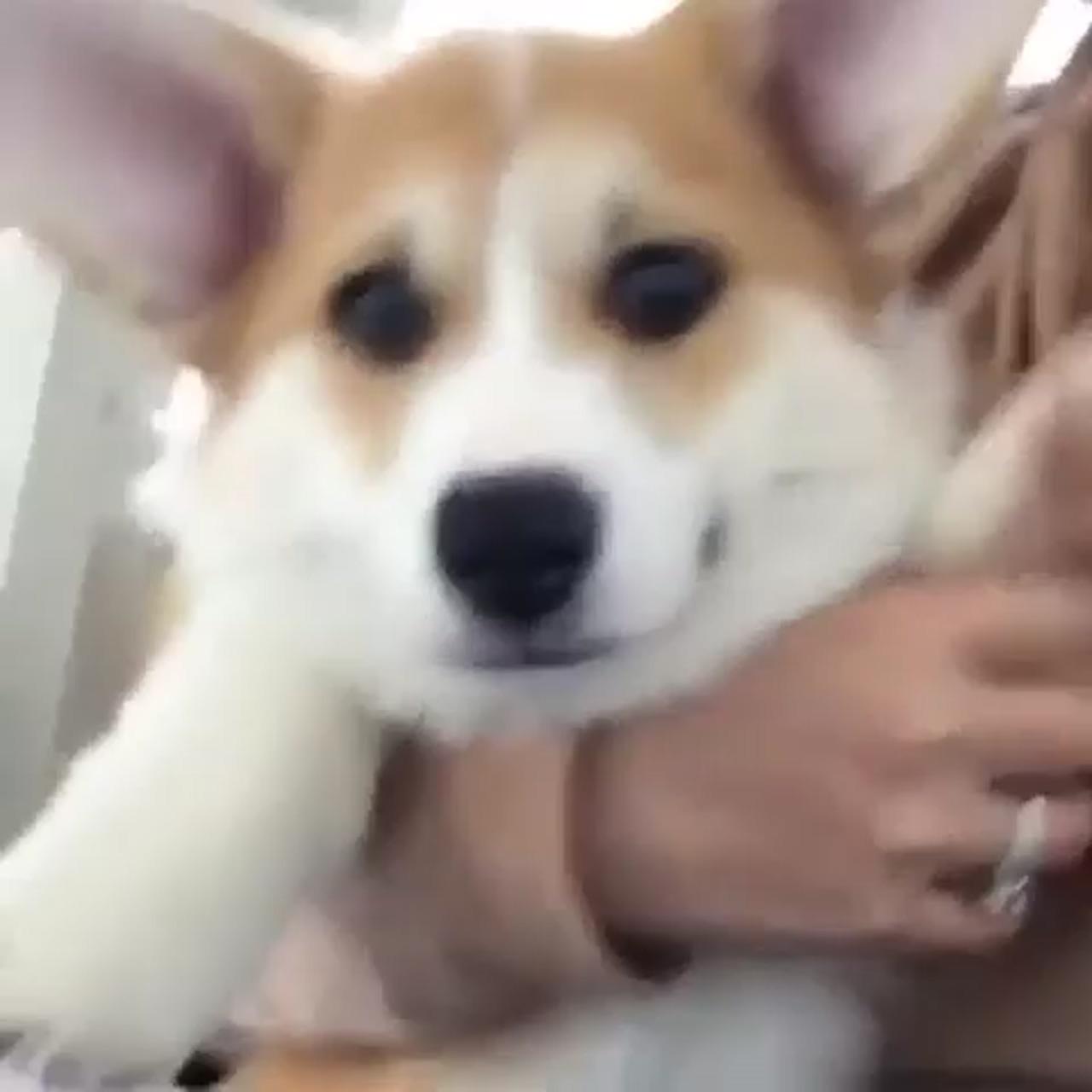 Funny corgi dog video | i don't know who you are, but do you wanna play with me