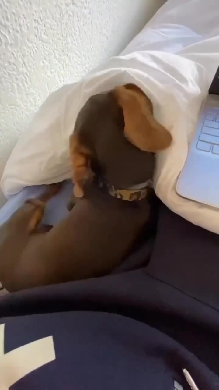  funny dachshund puppy lap tug of war ; dachshund videos