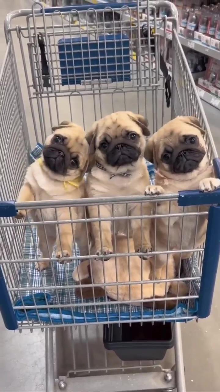  funny pug puppies in shopping cart  adorable love declaration from hooman ; tell your dog to go away and record their reaction