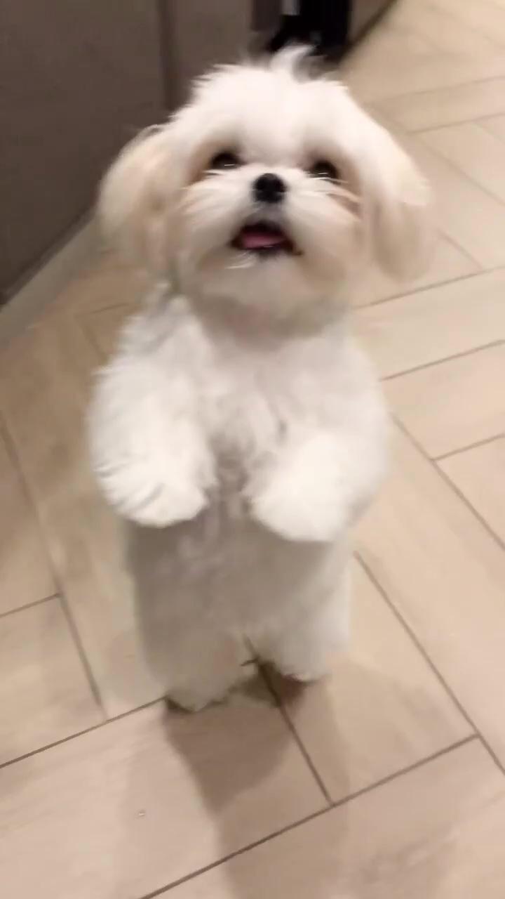 Funny video 
puppy dancing on music beats; it seems that the puppy wears red to show the whitest