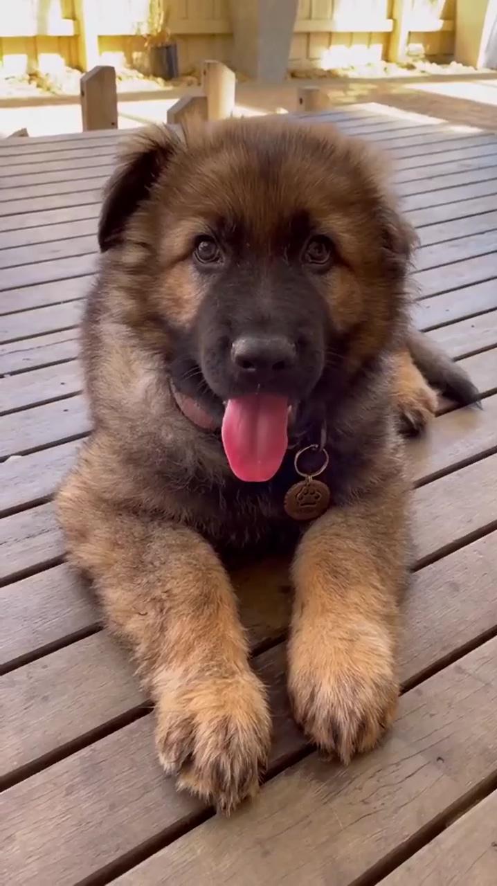 German shepherd; super cute puppies