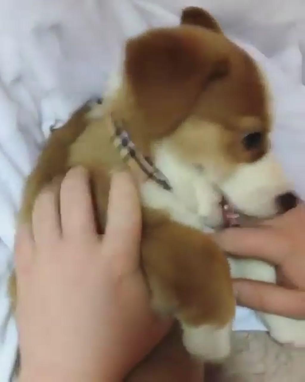 Get all the scratches buddy | cute corgi puppy
