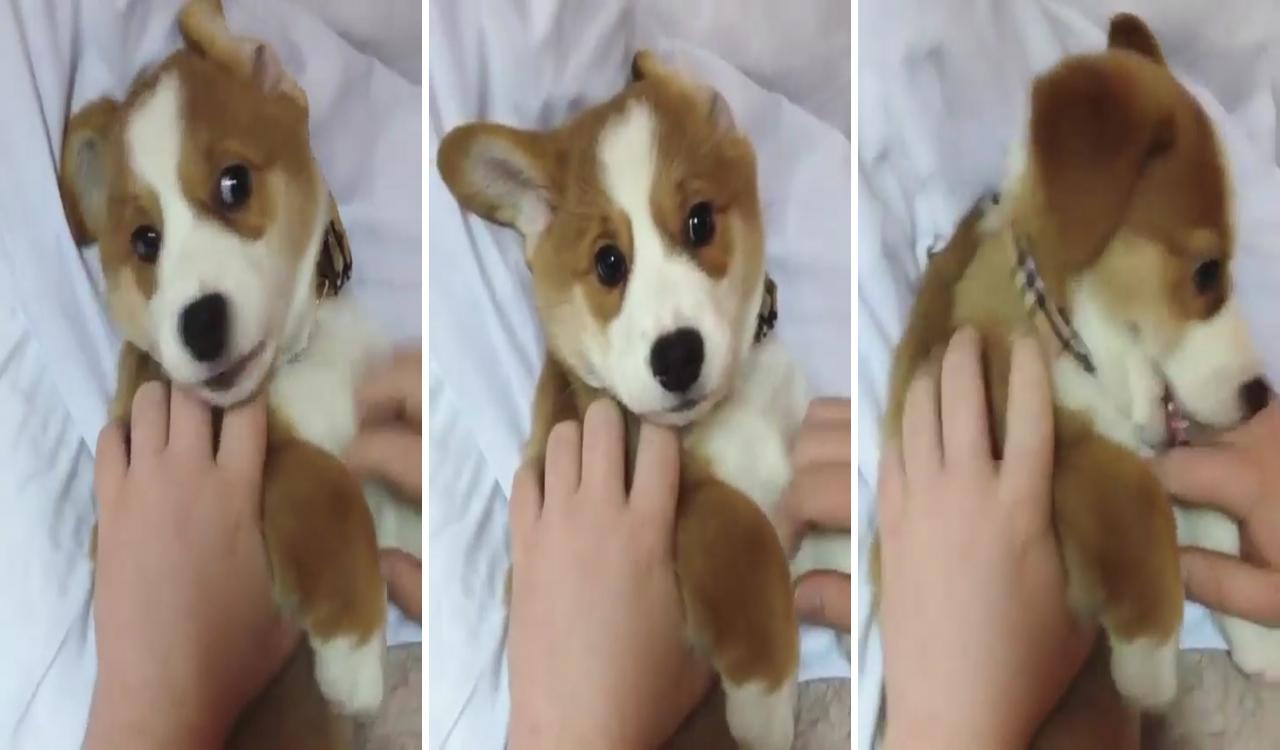 Get all the scratches buddy; cute corgi puppy