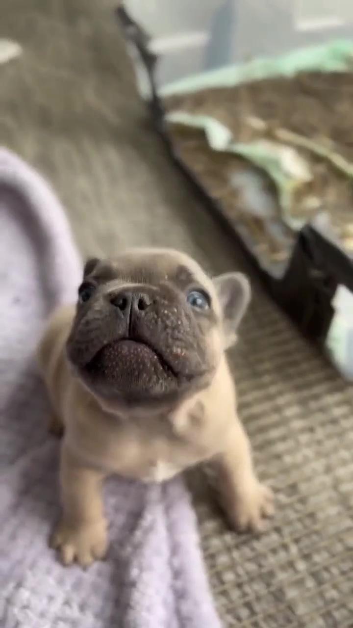 Get ready to fall in love with these adorable pug puppies this little cuteness will steal your heart | frenchie force