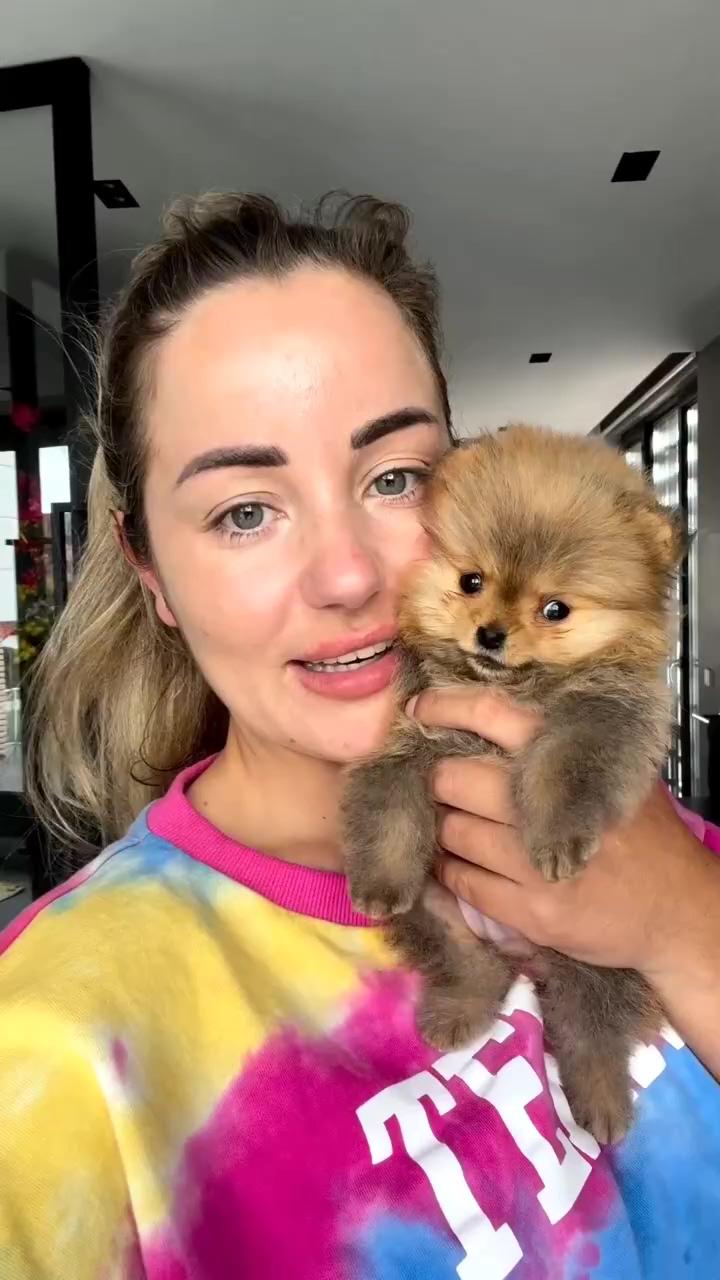 Golden retriever teaches puppy a lesson , cute dog videos; super cute puppies