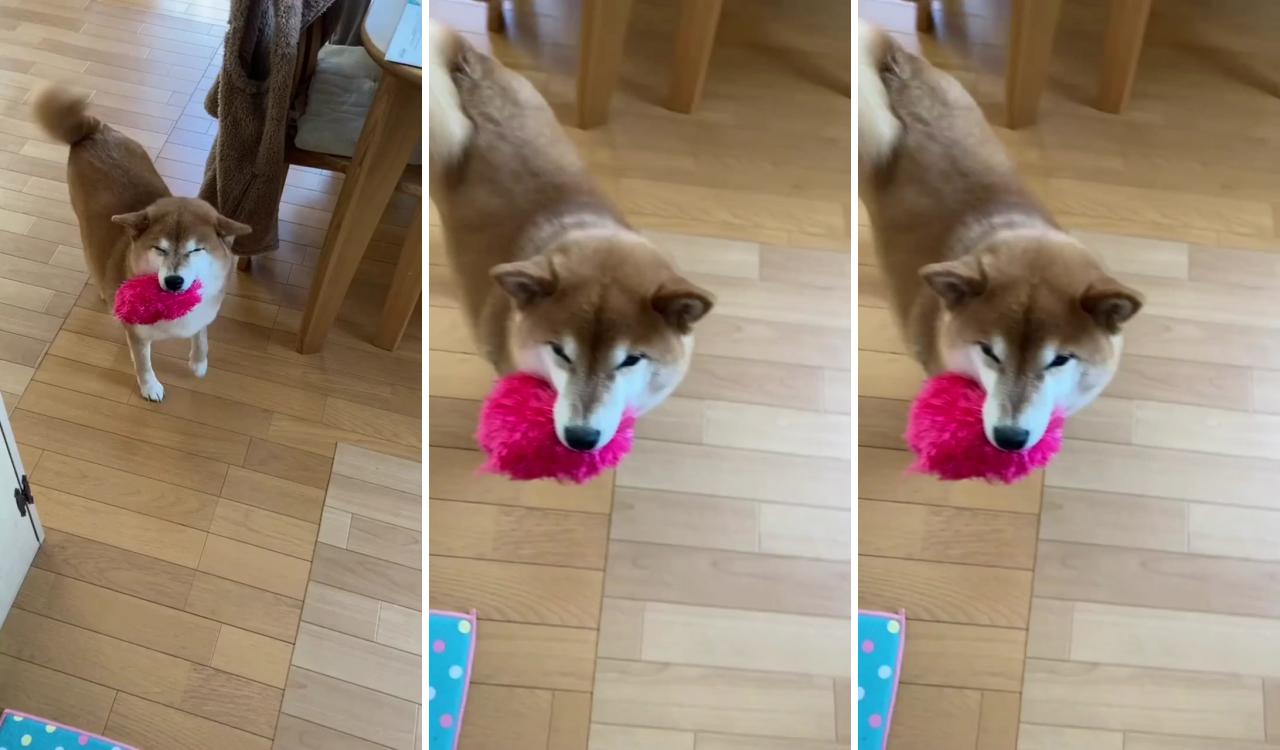 Good boy looks so happy to have his toy; cute funny dogs