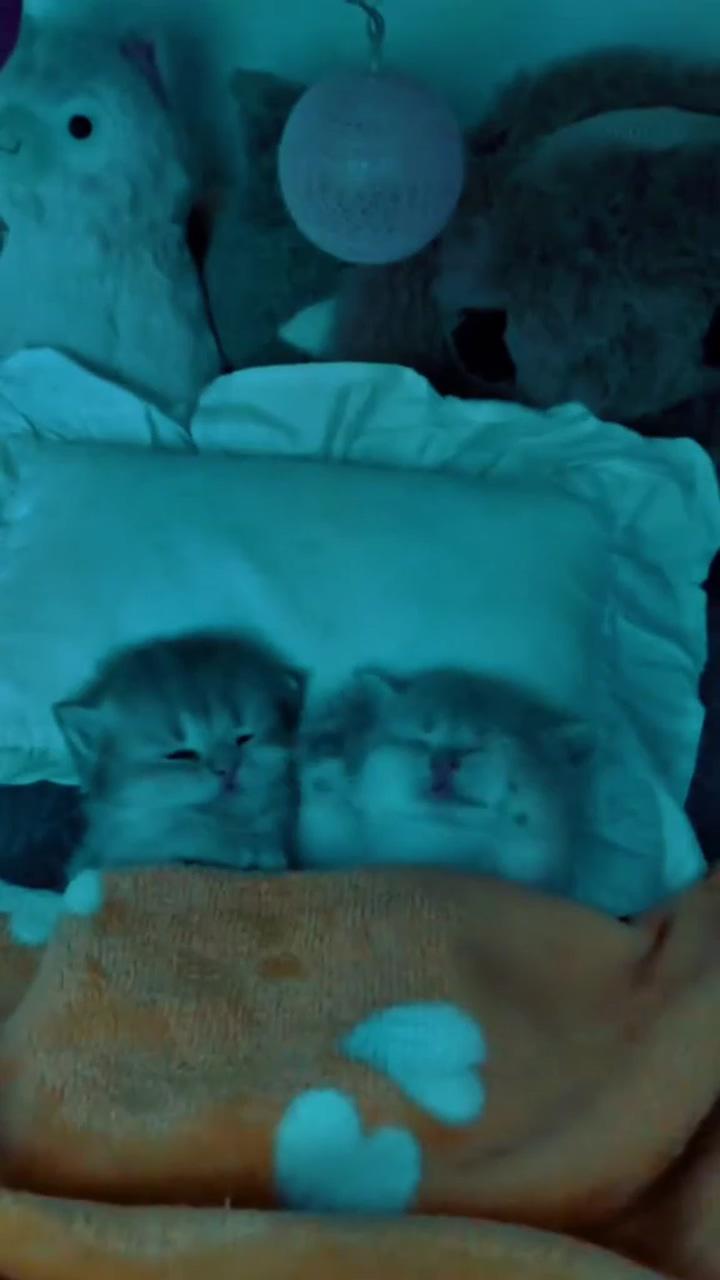 Good night; cute little kittens