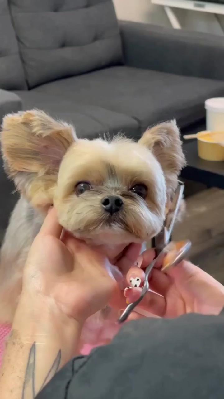 Got his perfect haircut ; yorkie puppy haircuts