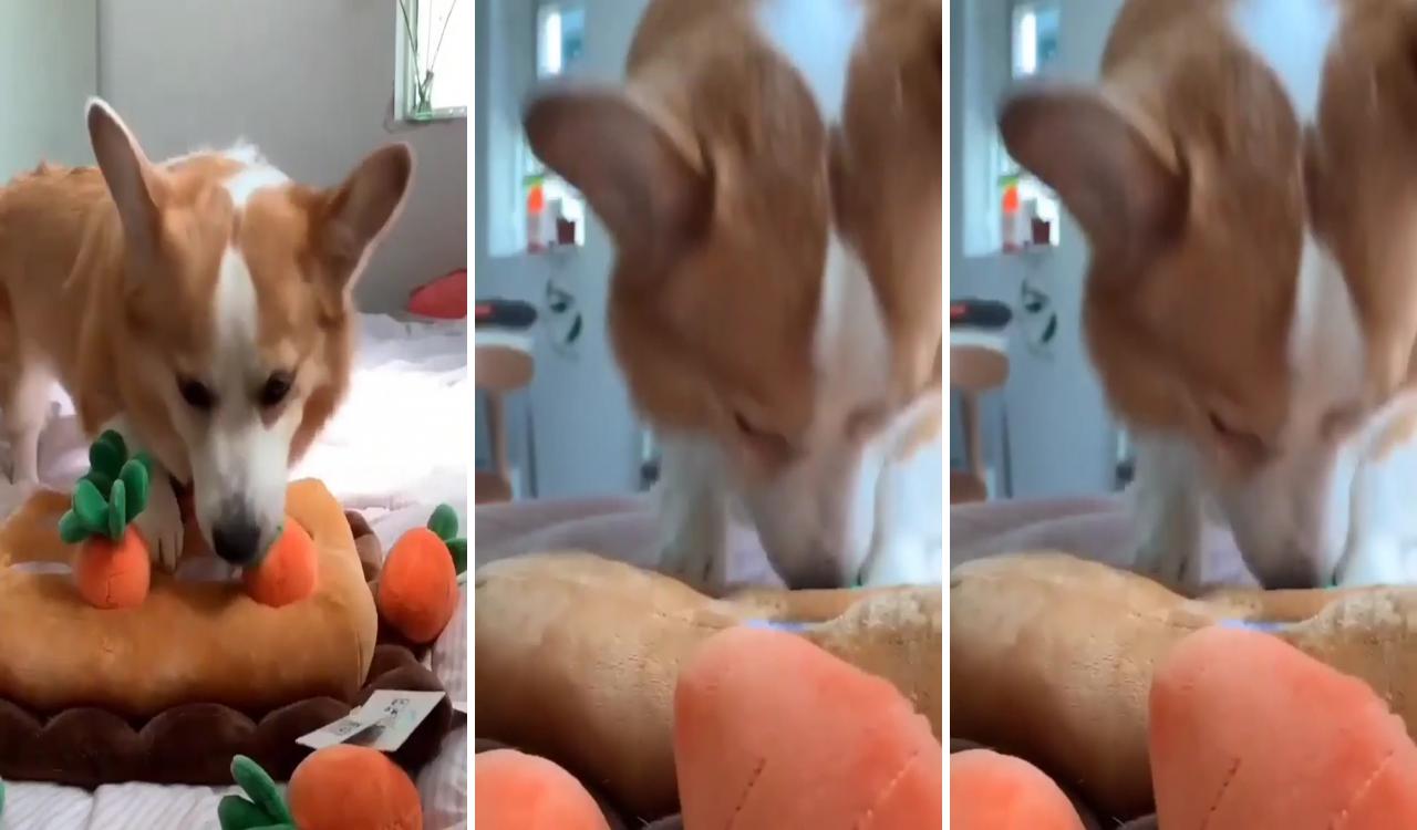 Gotta destroy this carrot, no eat green; super cute puppies