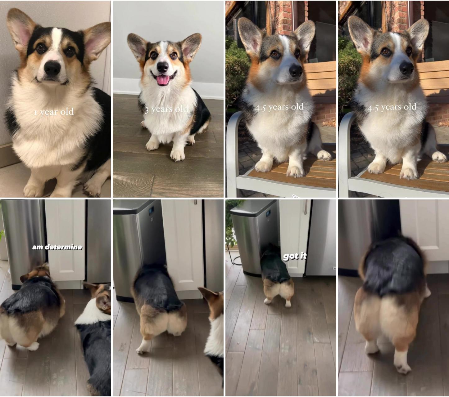Graffiti throughout the years ; brady the corgi is determined to get a crumb that fell behind the trashcan
