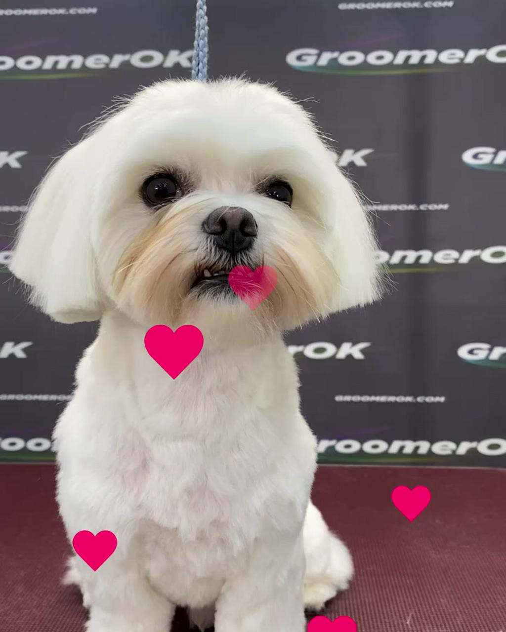 Groomerok | dog grooming shih tzu