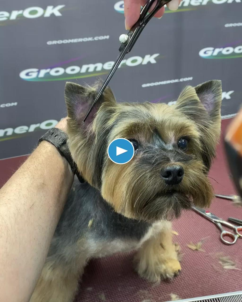 Groomerok | yorkie puppy haircuts